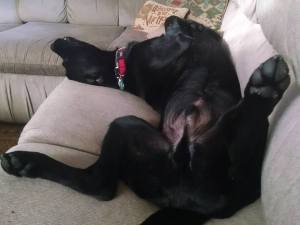 Oscar exposing himself